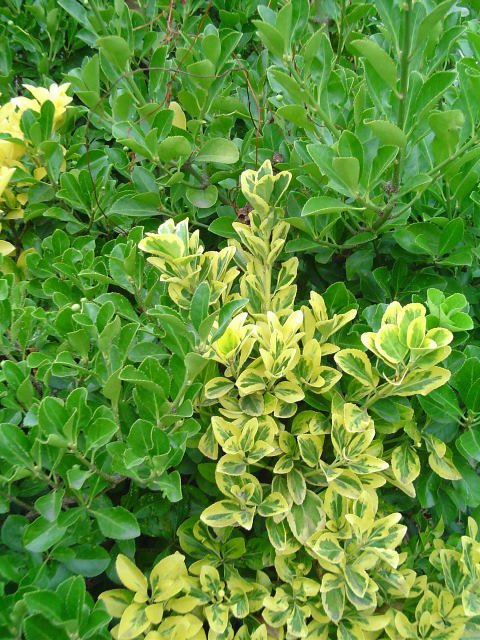Euonymus fortunei 'Aureus'